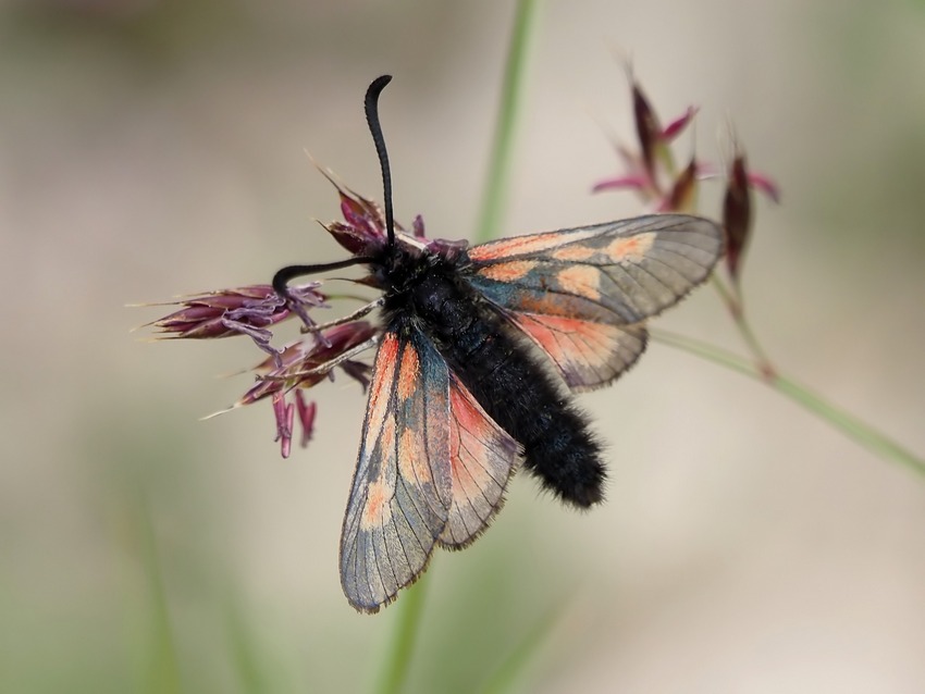 Carrellata di Zygene